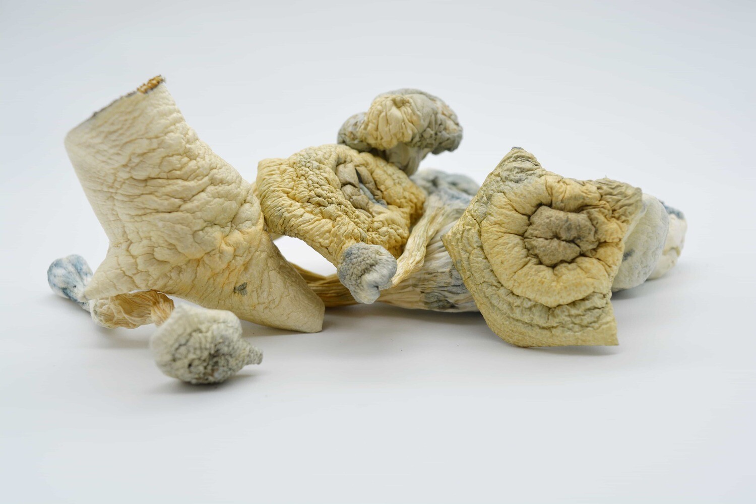 White Rabbit - Image 2