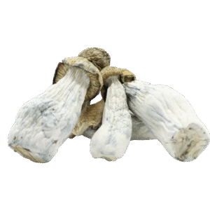 Goldmember Magic Mushrooms