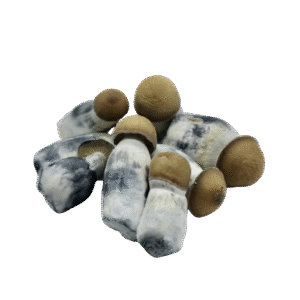 Lyophilized Goldmember Magic Mushrooms