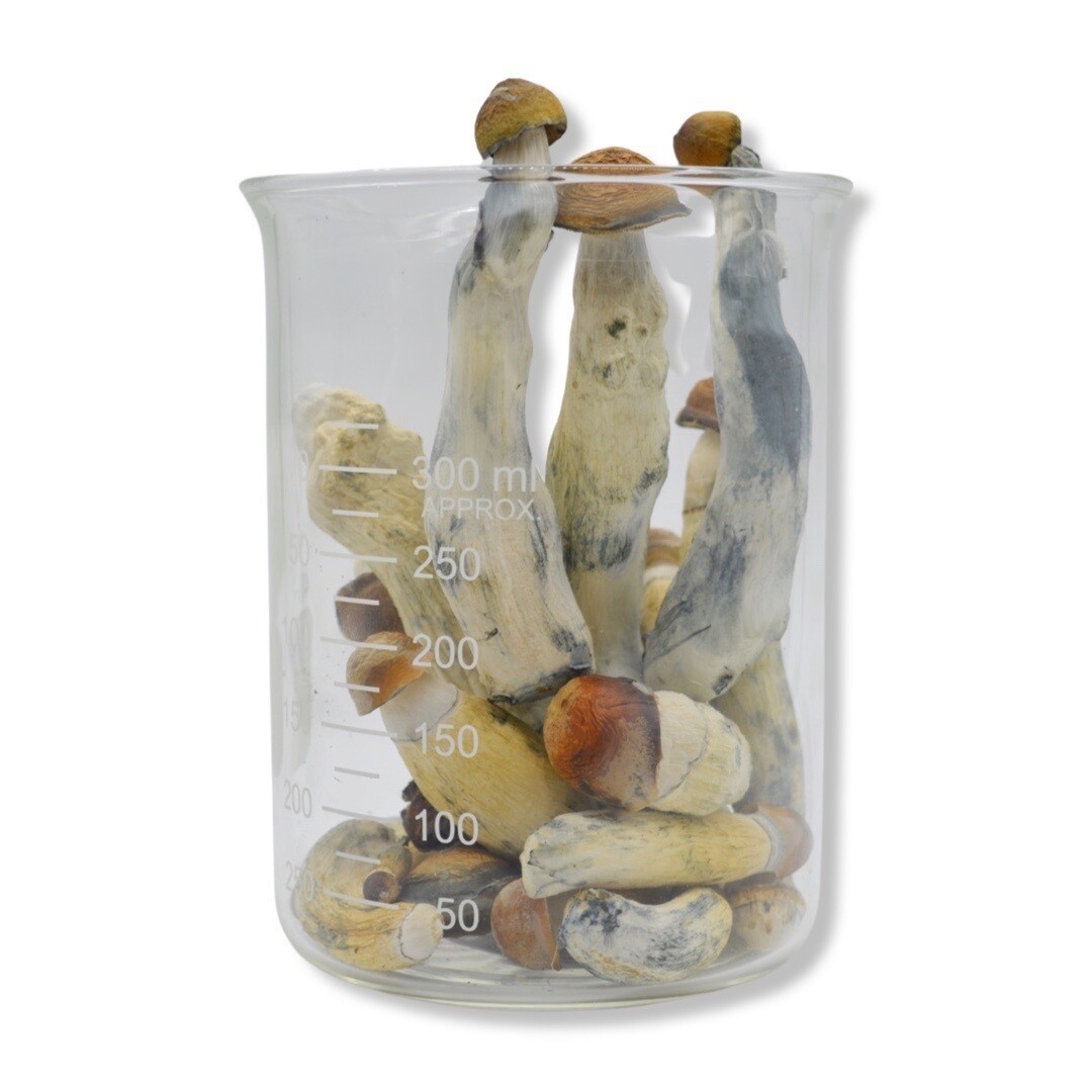 Lyophilized Penis Envy Magic Mushrooms