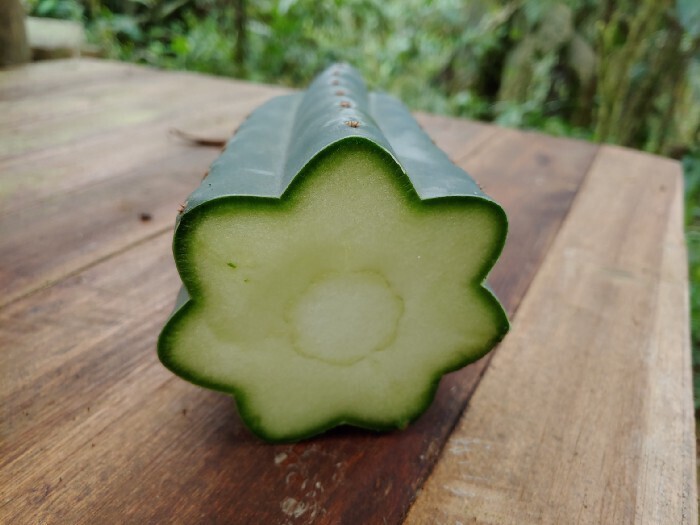 Powdered San Pedro Cacti (Mescaline) - Image 4