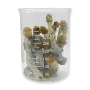 Blue Goba Magic Mushrooms