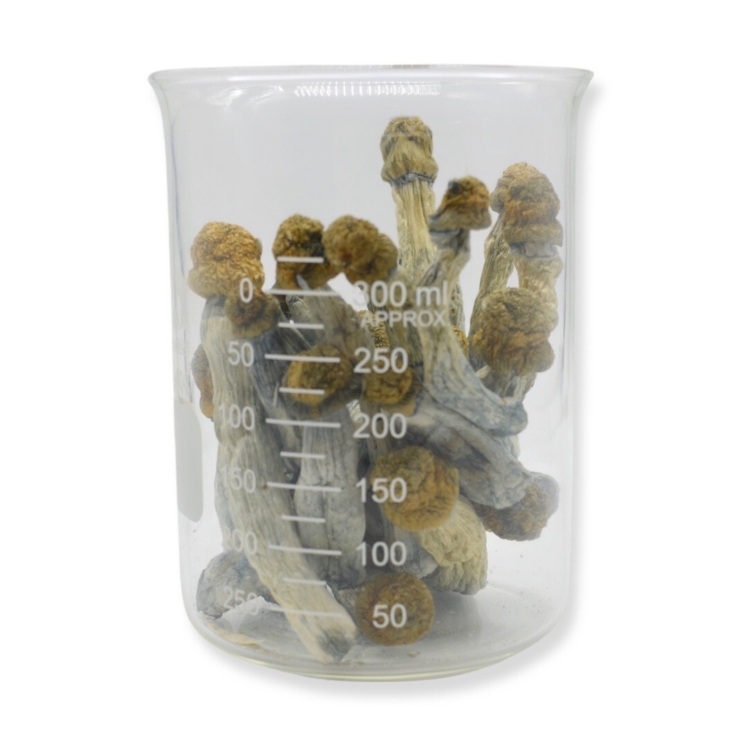 Blue Goba Magic Mushrooms