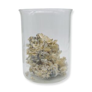 Enigma Magic Mushrooms