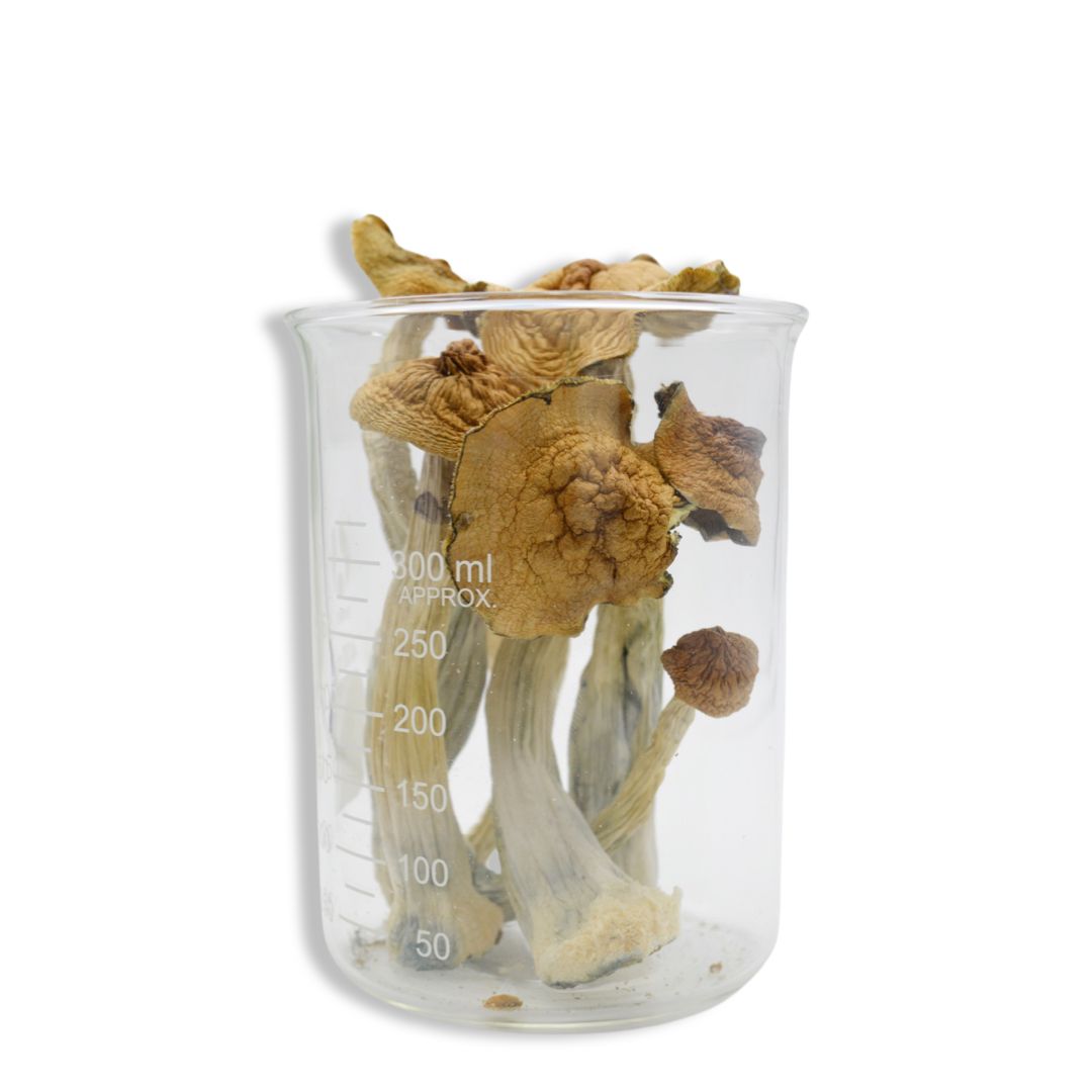 Trans Envy Magic Mushrooms