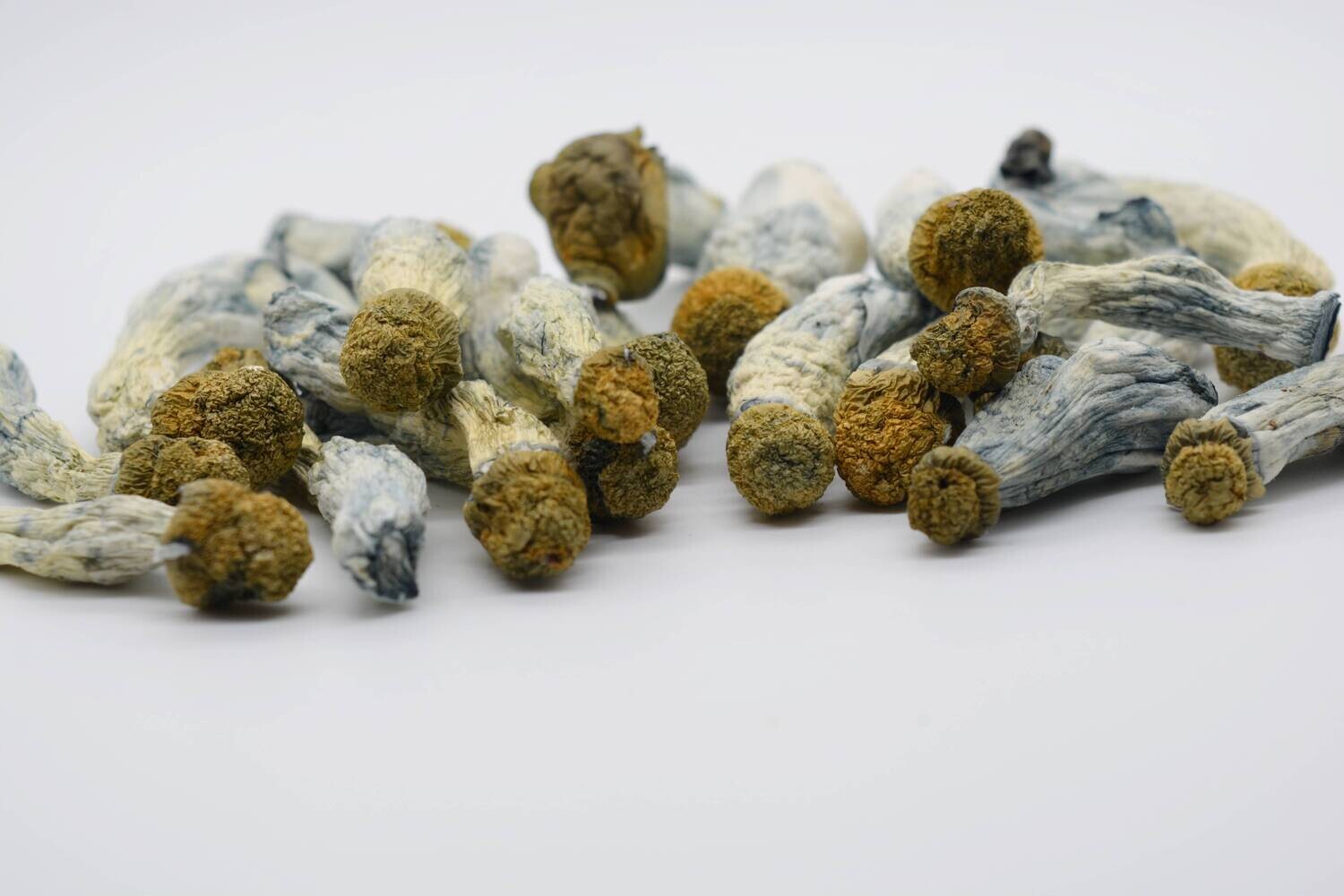 Blue Goba Magic Mushrooms - Image 2