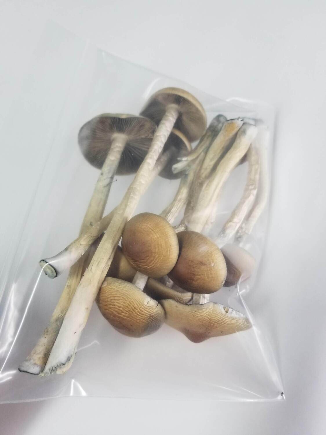 Premium Amazon - Image 2